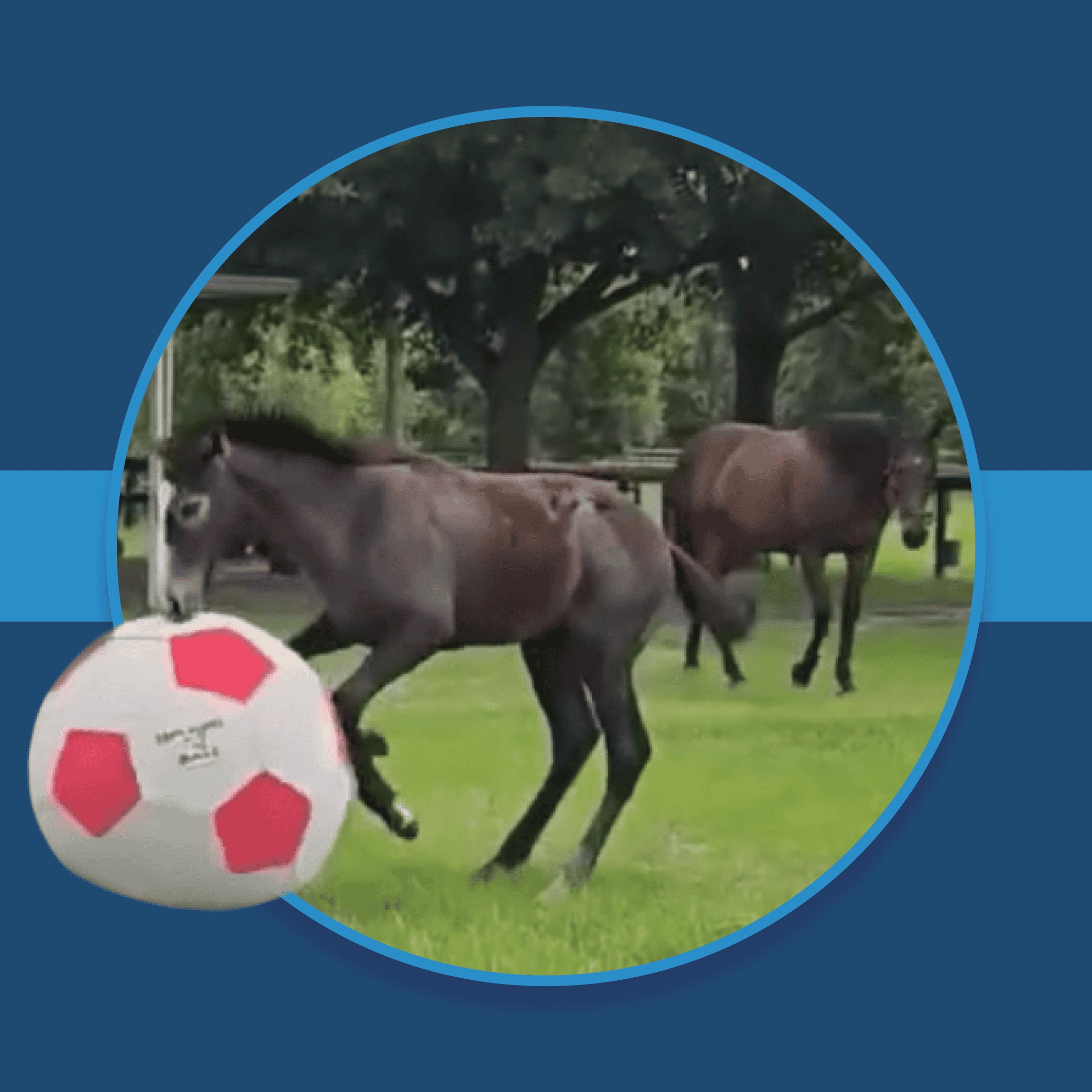 A dark blue square graphic that features Florida-bred Thoroughbred foal, Max Malini, leaps forward onto the soccer ball he currently plays with, while his dam, The Contessa, watches curiously from behind. The photo is based on a circular frame outlined by light blue, and the ball overlaps the edge of the frame, creating a 3d effect that is emphasized by shadowing underneath the circular frame. A light blue bar runs behind it in the middle of the square.
