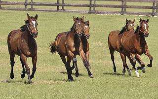A group of young Thoroughbreds race together in a pasture, their coats glowing in the Florida sunshine. (Photo: ©Serita Hult)