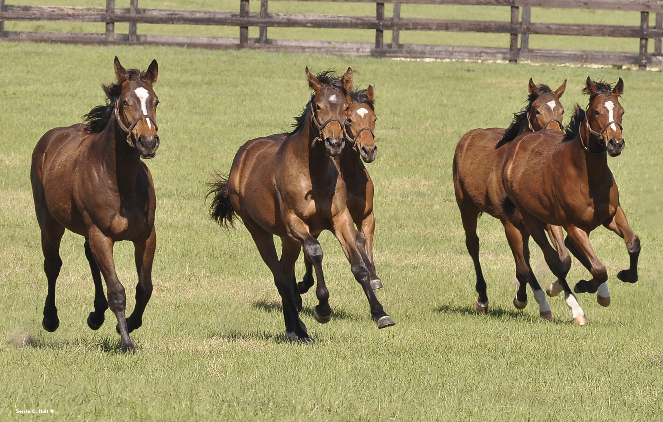 A group of young Thoroughbreds race together in a pasture, their coats glowing in the Florida sunshine. (Photo: ©Serita Hult)