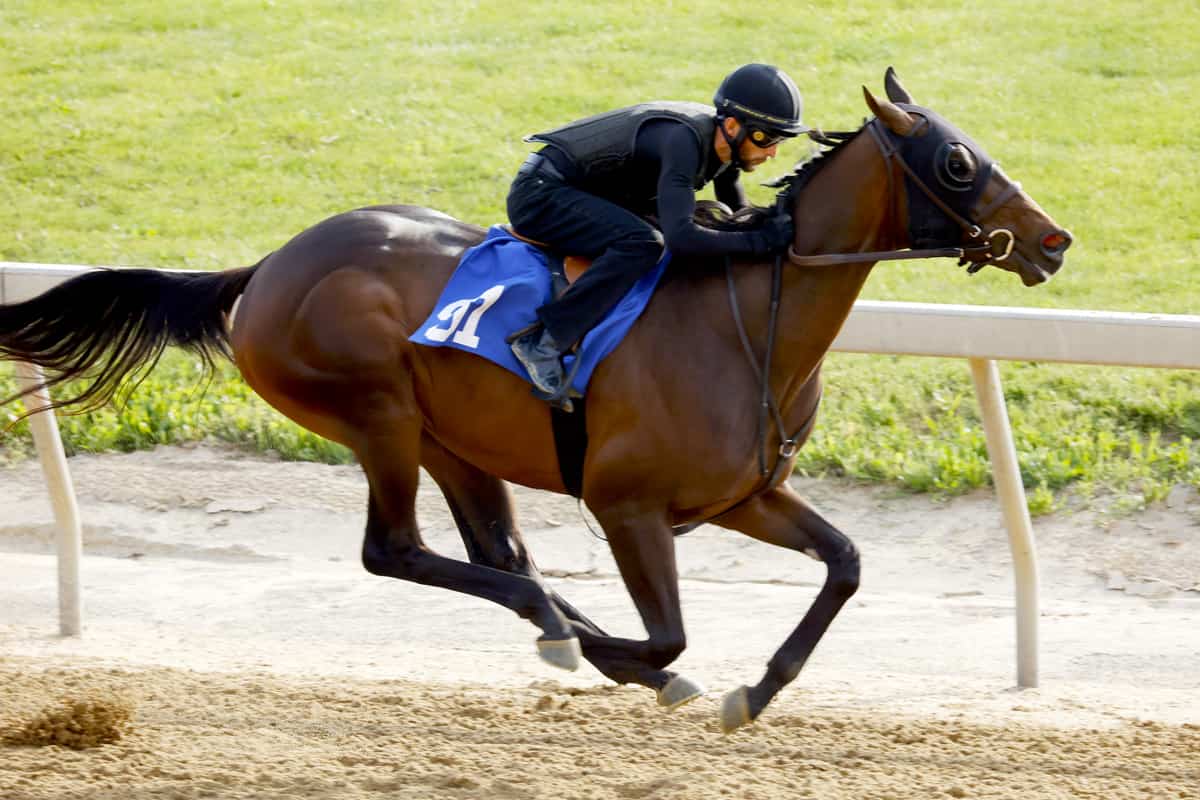 Hip 91, a Florida-bred colt by Awesome Slew – Fasig-Tipton Photo
