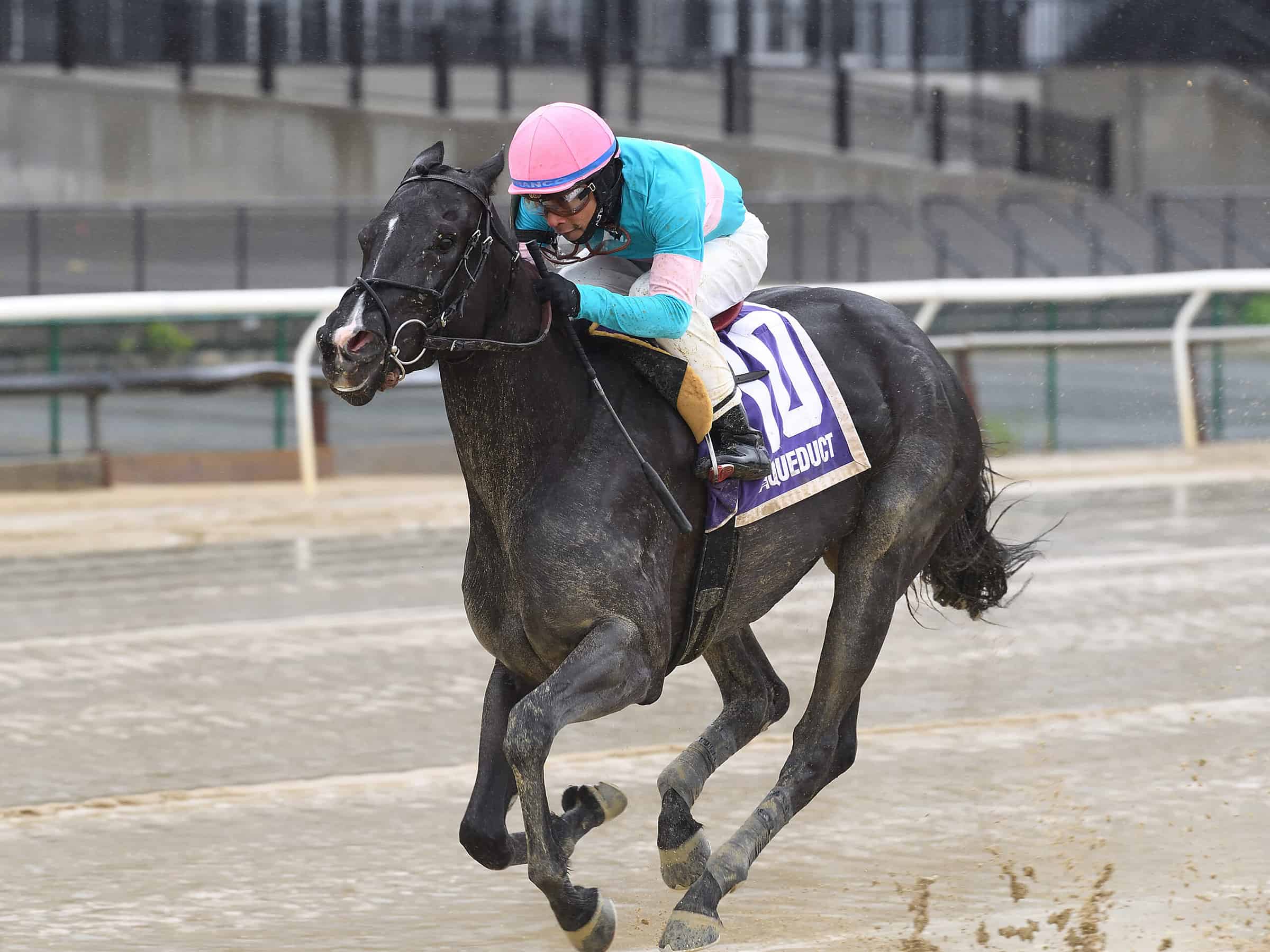 Florida-bred Balpool – Chelsea Durand Photo Florida-bred Balpool – Chelsea Durand Photo