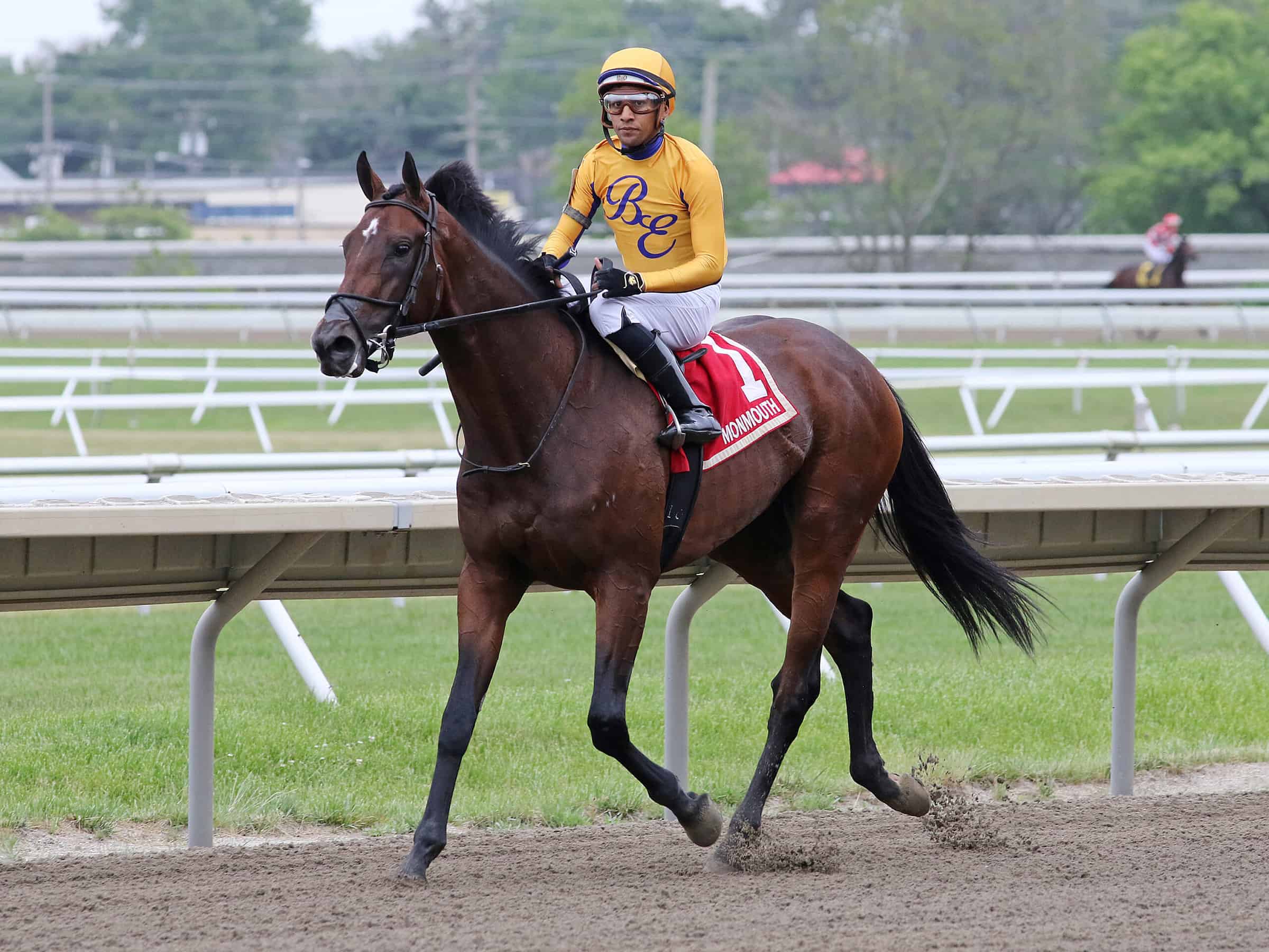 Florida-bred Boppy O – Bill Denver EquiPhoto