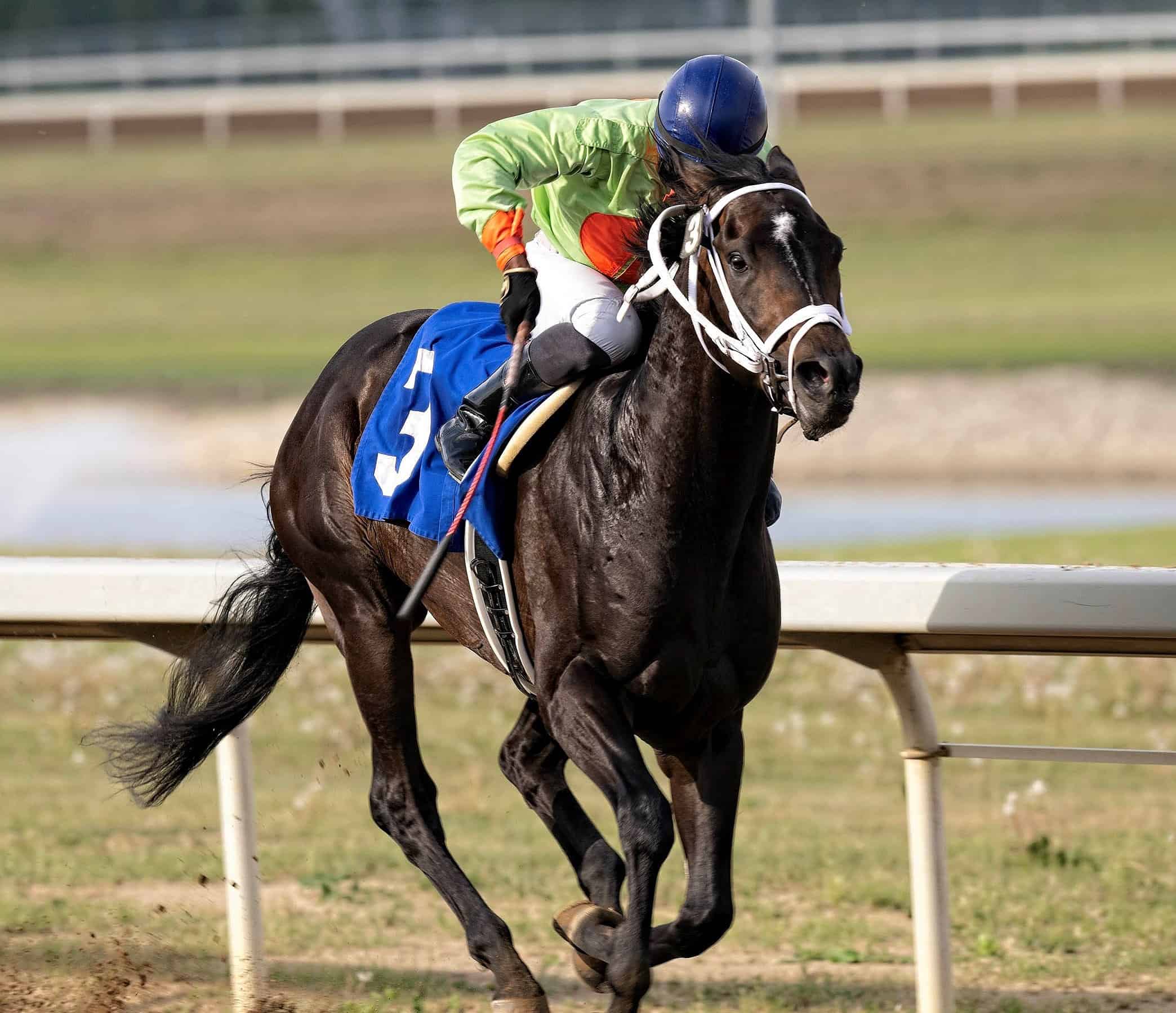 Florida-bred Cuban Corbra – Ryan Haynes Photo Florida-bred Cuban Corbra - Ryan Haynes Photo