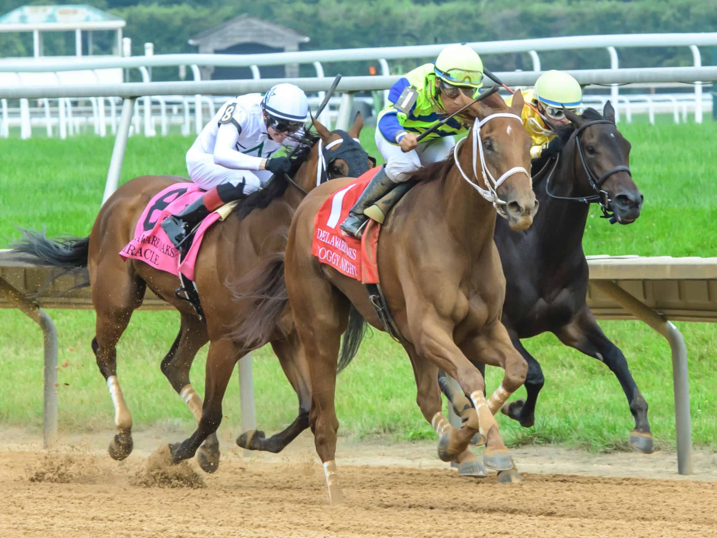 Florida-bred Foggy Night – Hoofprints Inc. Photo Florida-bred Foggy Night – Hoofprints Inc. Photo