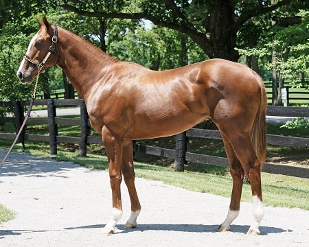 Hip 312, a Florida-bred colt by Not This Time – Fasig-Tipton Photo