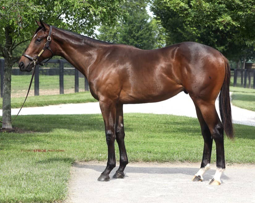 Hip 23, a Florida-bred colt by Quality Road – Fasig-Tipton Photo
