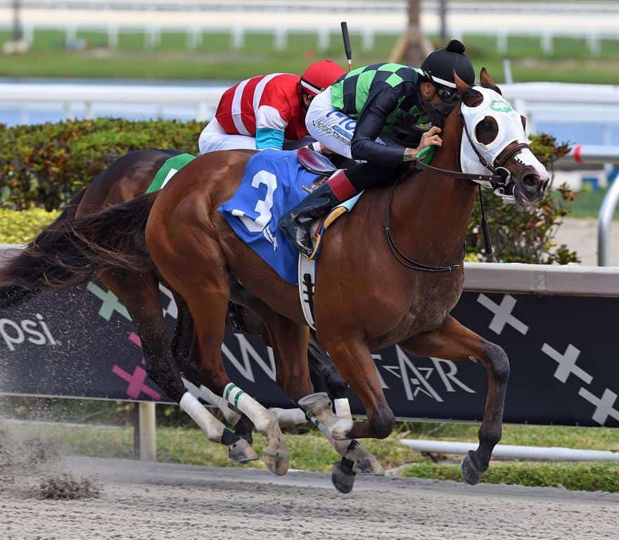 Florida-bred Jive – Lauren King Photo