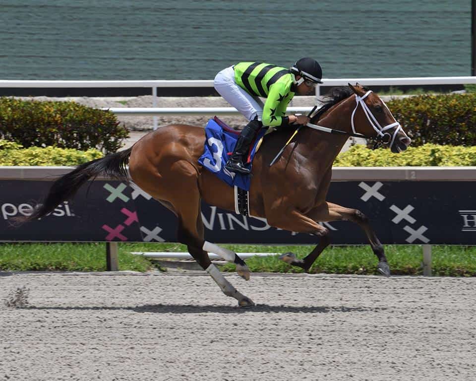 Florida-Bred Let Them Watch – Lauren King Photo
