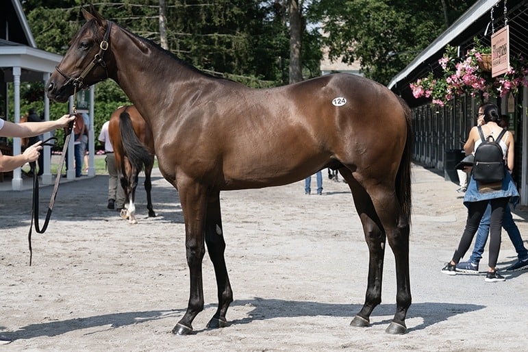 Hip 124, a Florida-Bred colt By War Of Will – Fasig-Tipton Photo