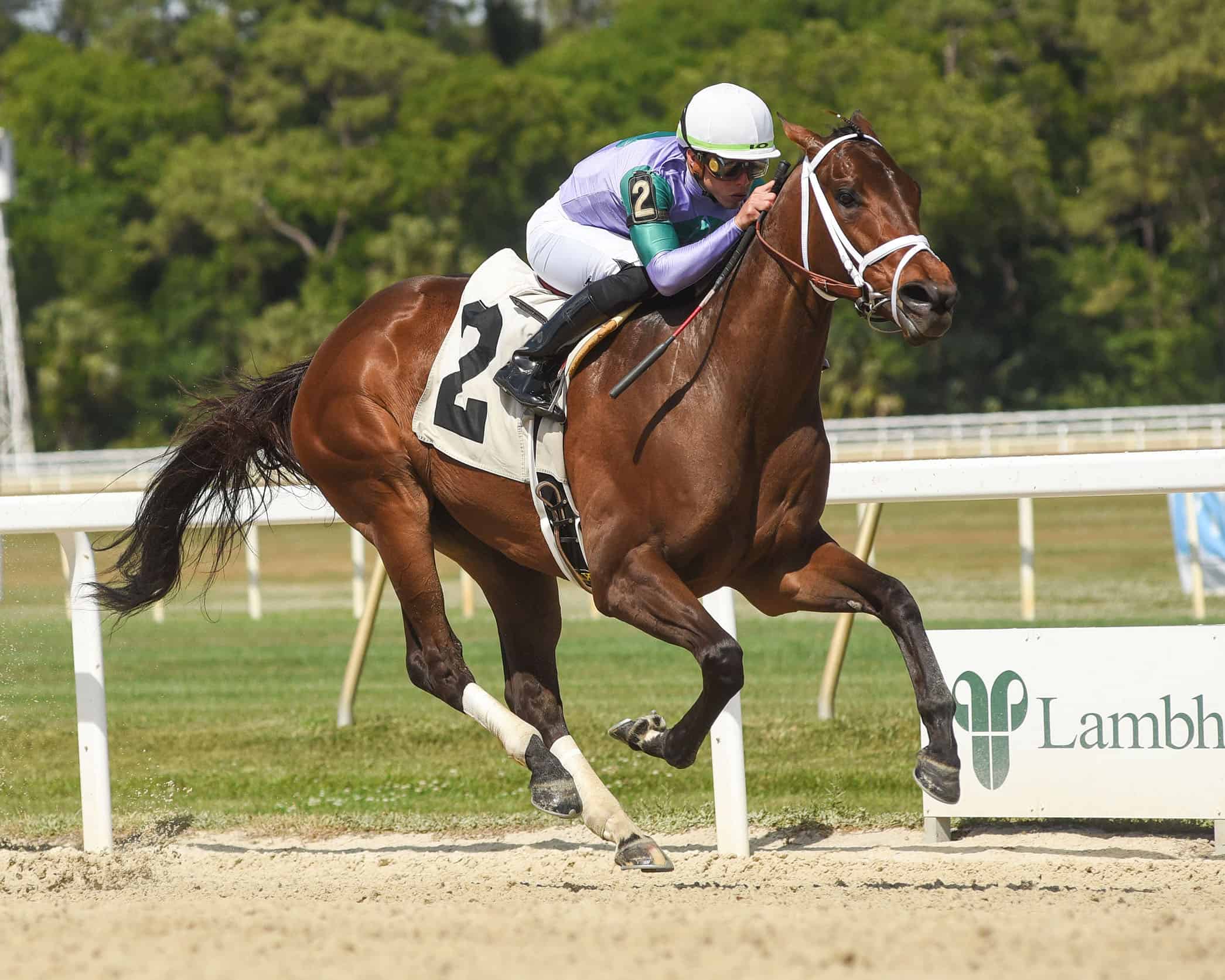 Florida-bred Munnys Gold – SV Photography