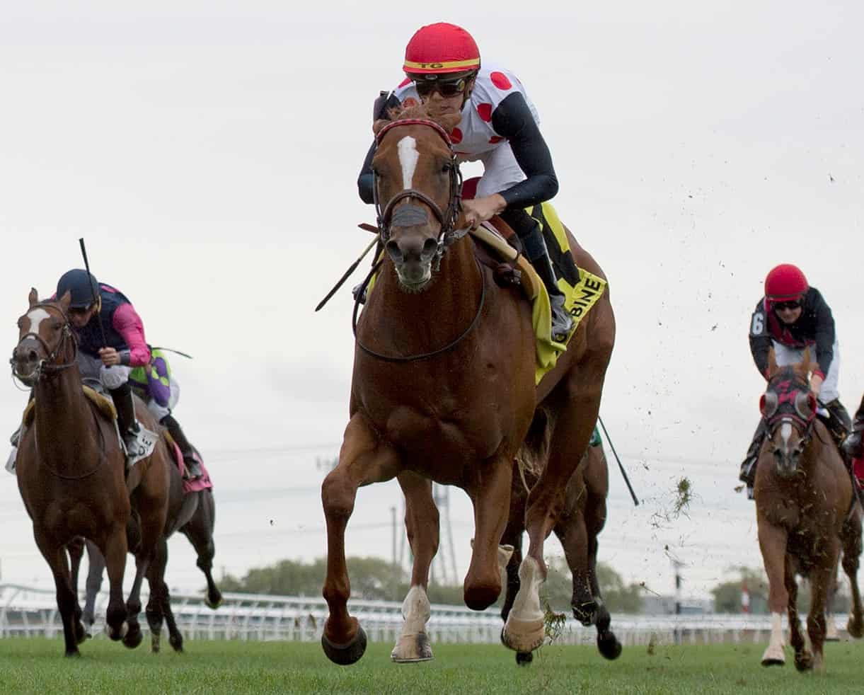 Toronto Ont.September 15, 2019.Woodbine Racetrack.Jockey Tyler Gaffalione guides Old Chestnut to victory in the $100,000 dollar Ontario Racing Stakes at Woodbine for Live Oak Plantation and trainer Mark Casse. michael burns photo