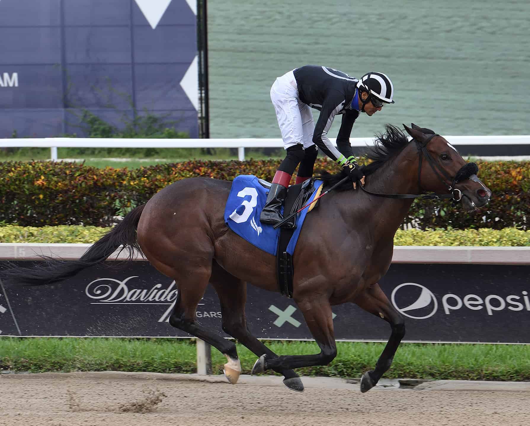 Florida-bred R Adios Jersey – Lauren King Photo