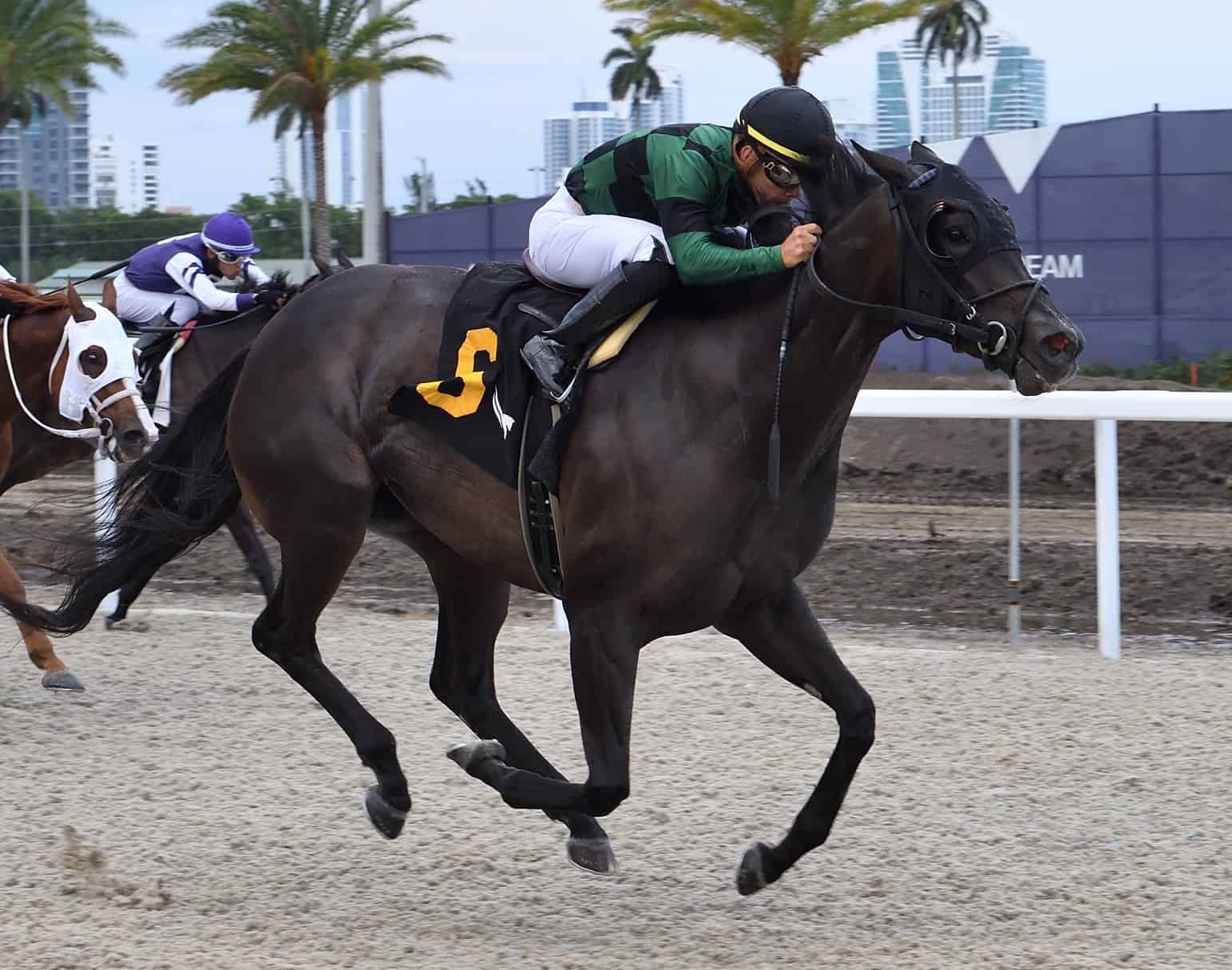Florida-bred Talkin Tipsy – Lauren King Photo