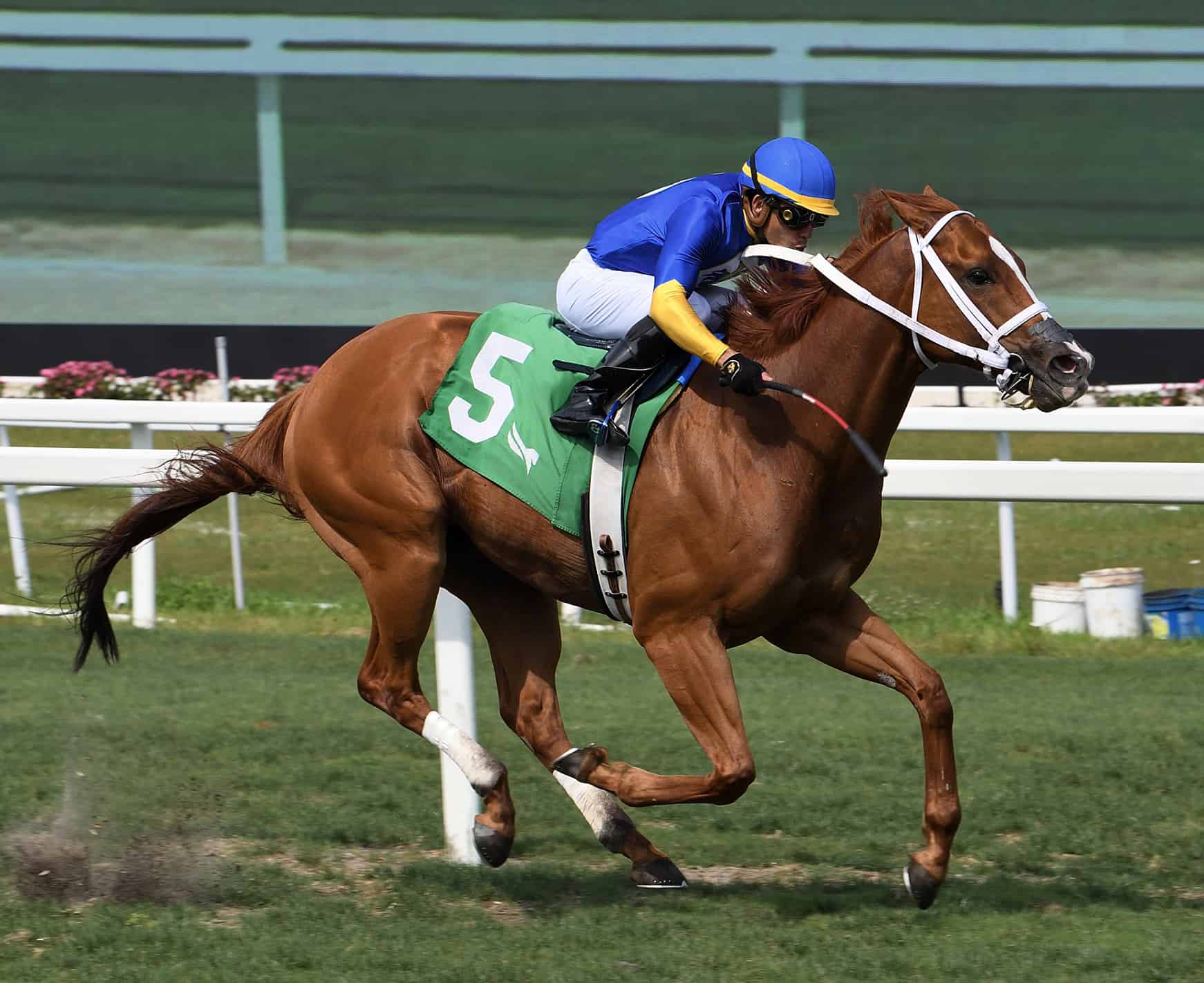 Florida-bred Yes I Am Free – Lauren King Photo
