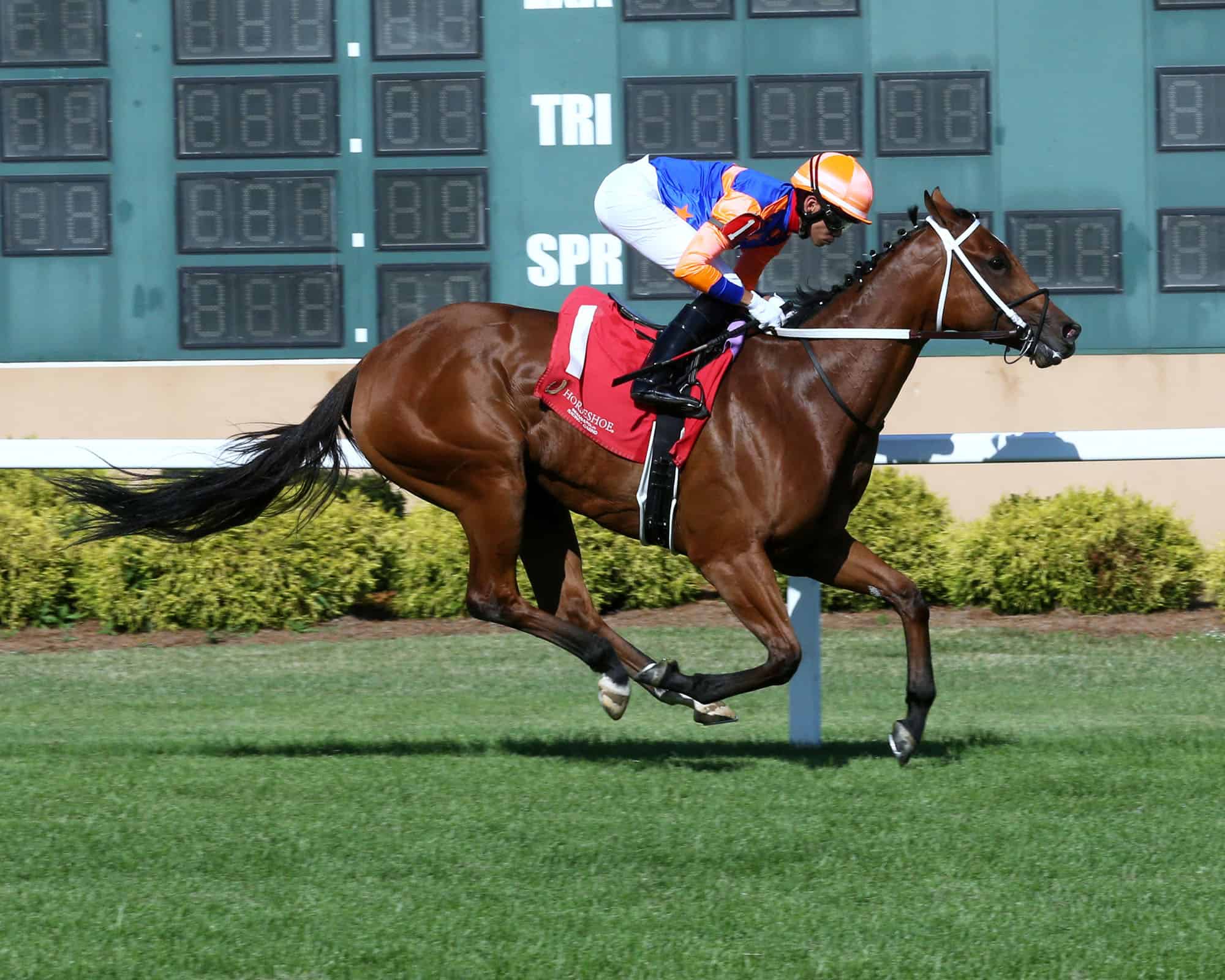 Florida-bred Stone Silent – Coady Photo