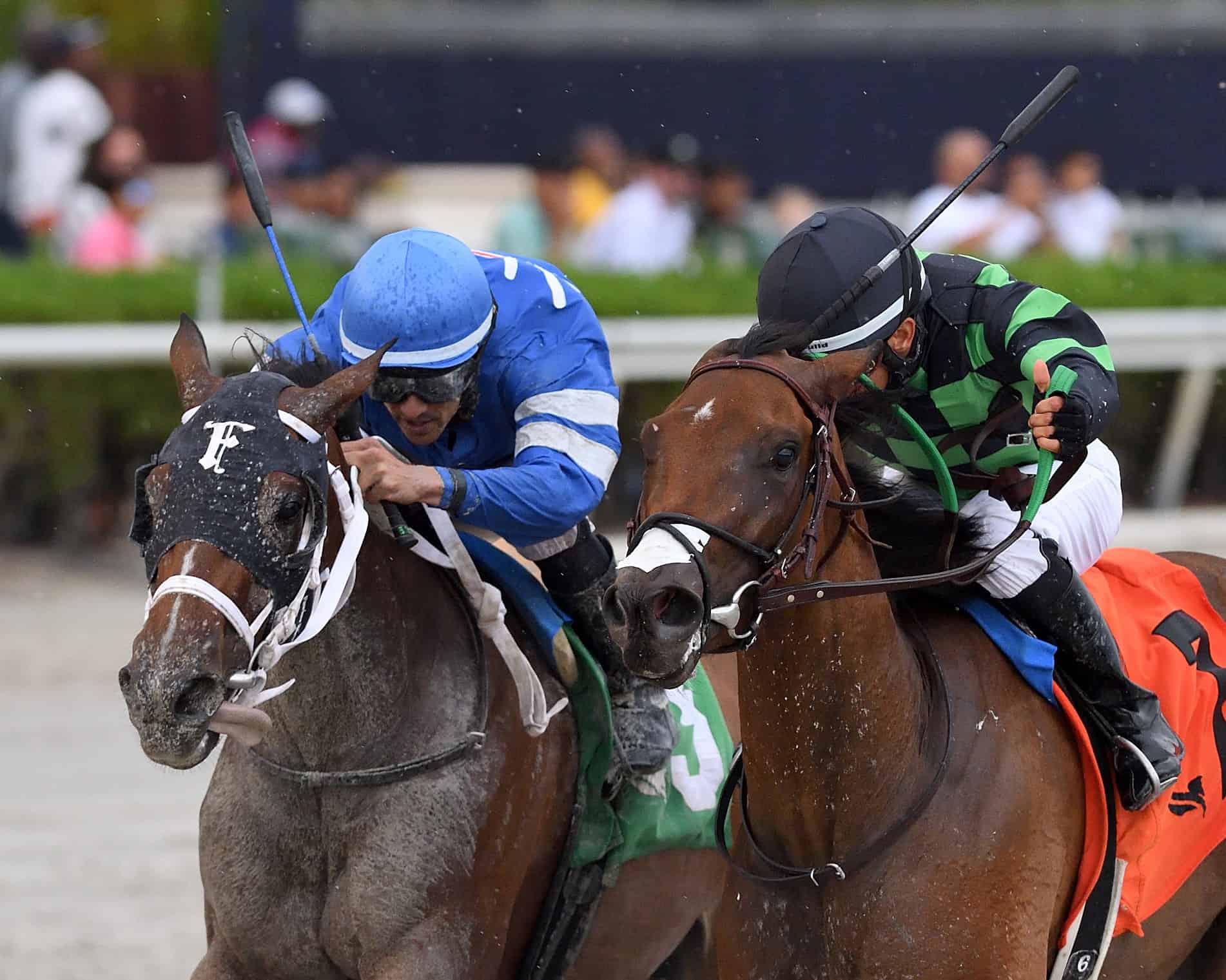 Florida-breds Charlie's Wish (left) and Flakes (right) – Ryan Thompson Photo