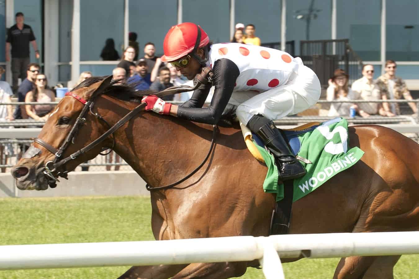 Toronto ON.June 3 2023.Woodbine Racetrack.Jockey Patrick Husbands guides Our Flash Drive to victory in the (Grade III) $175,000 dollar Royal North Stakes.Our Flash Drive is owned by Live Oak Plantation and trained by Mark Casse.Woodbine/ Michael Burns Photo