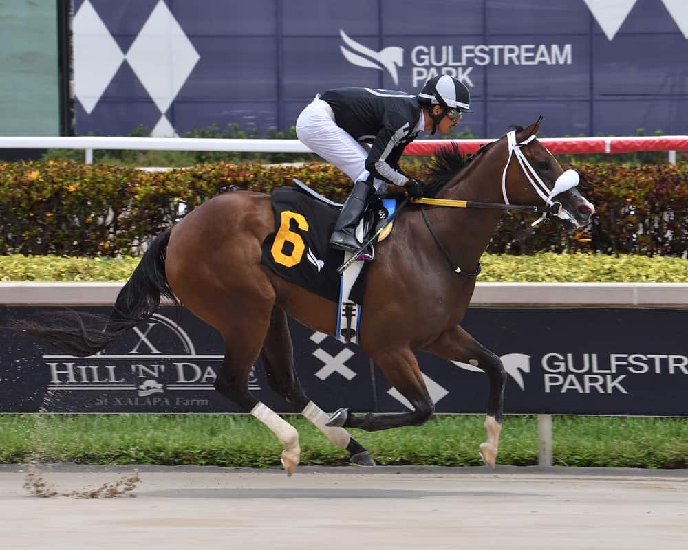 Florida-bred R Harper Rose – Lauren King Photo