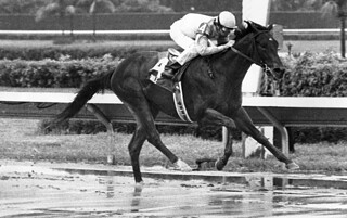 Florida-bred Smile Florida Stalliion Stakes - Jean Raftery Affirmed