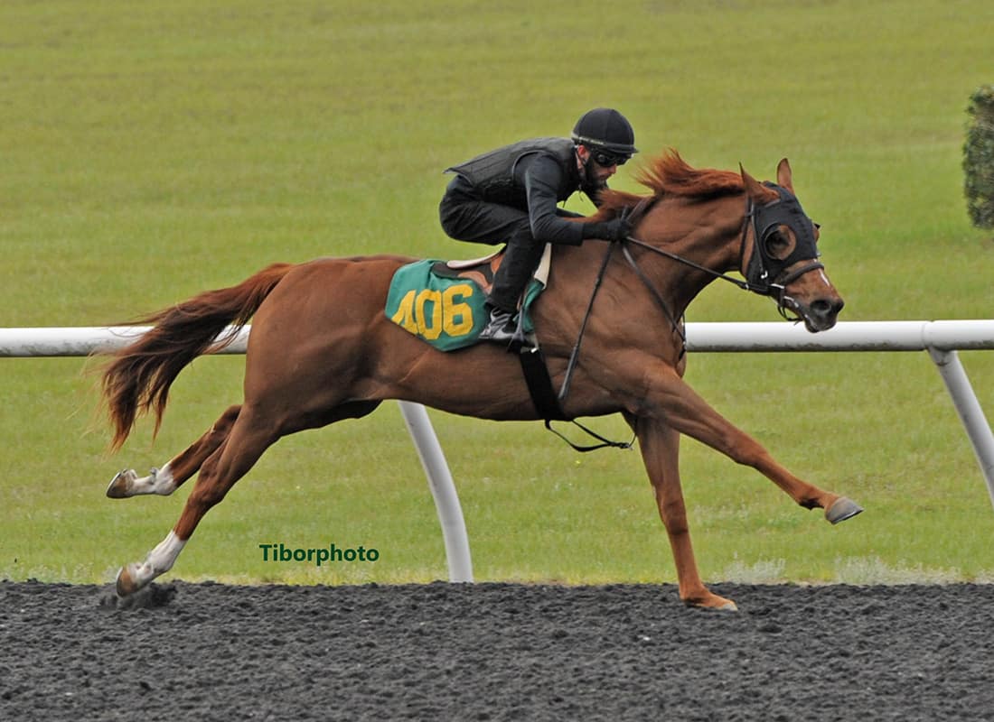OBS Winter Mixed Sale Under Tack Show Set for Monday Morning FTBOA