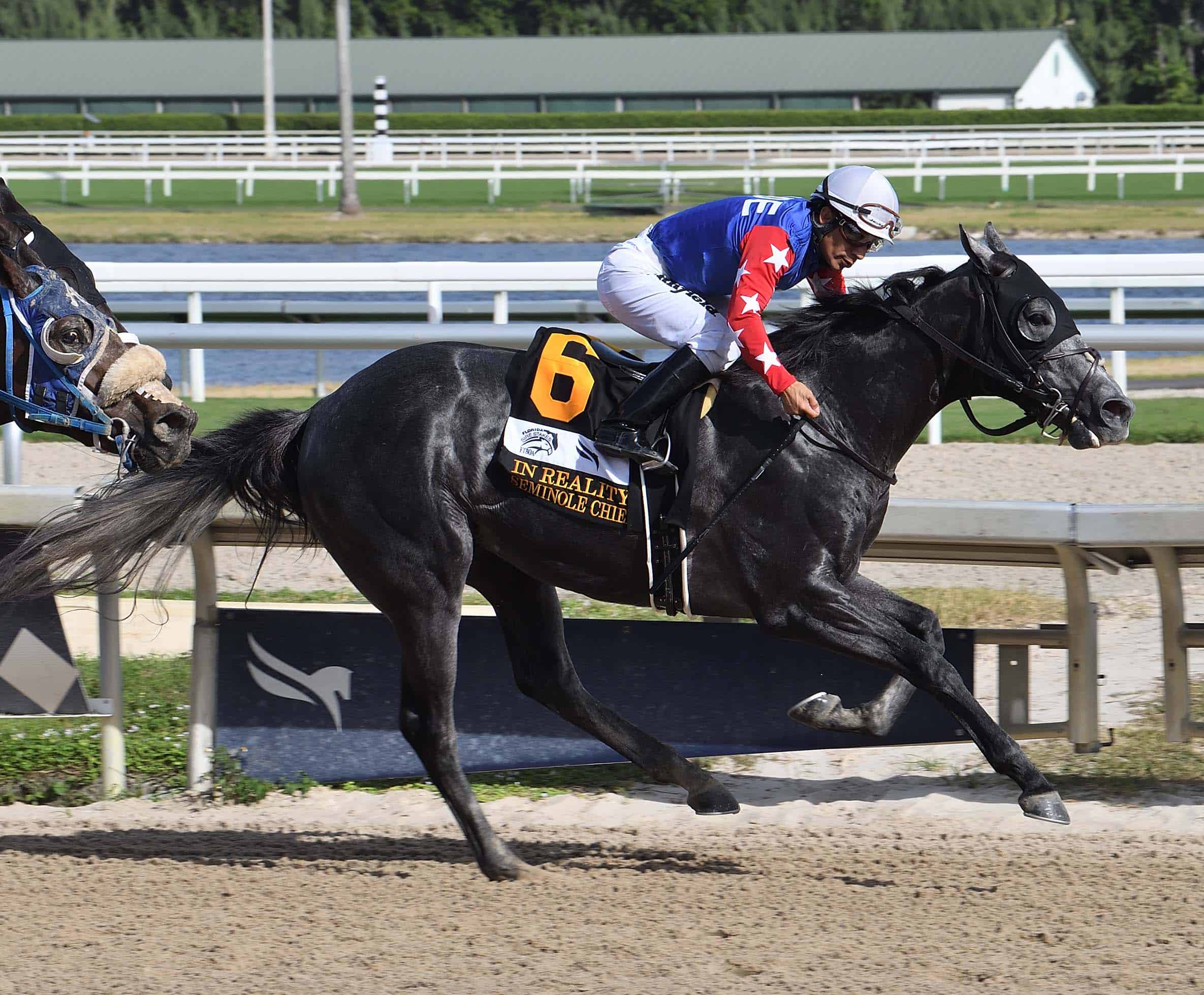 Florida Sire Stakes Hero Seminole Chief Breezes for Holy Bull FTBOA