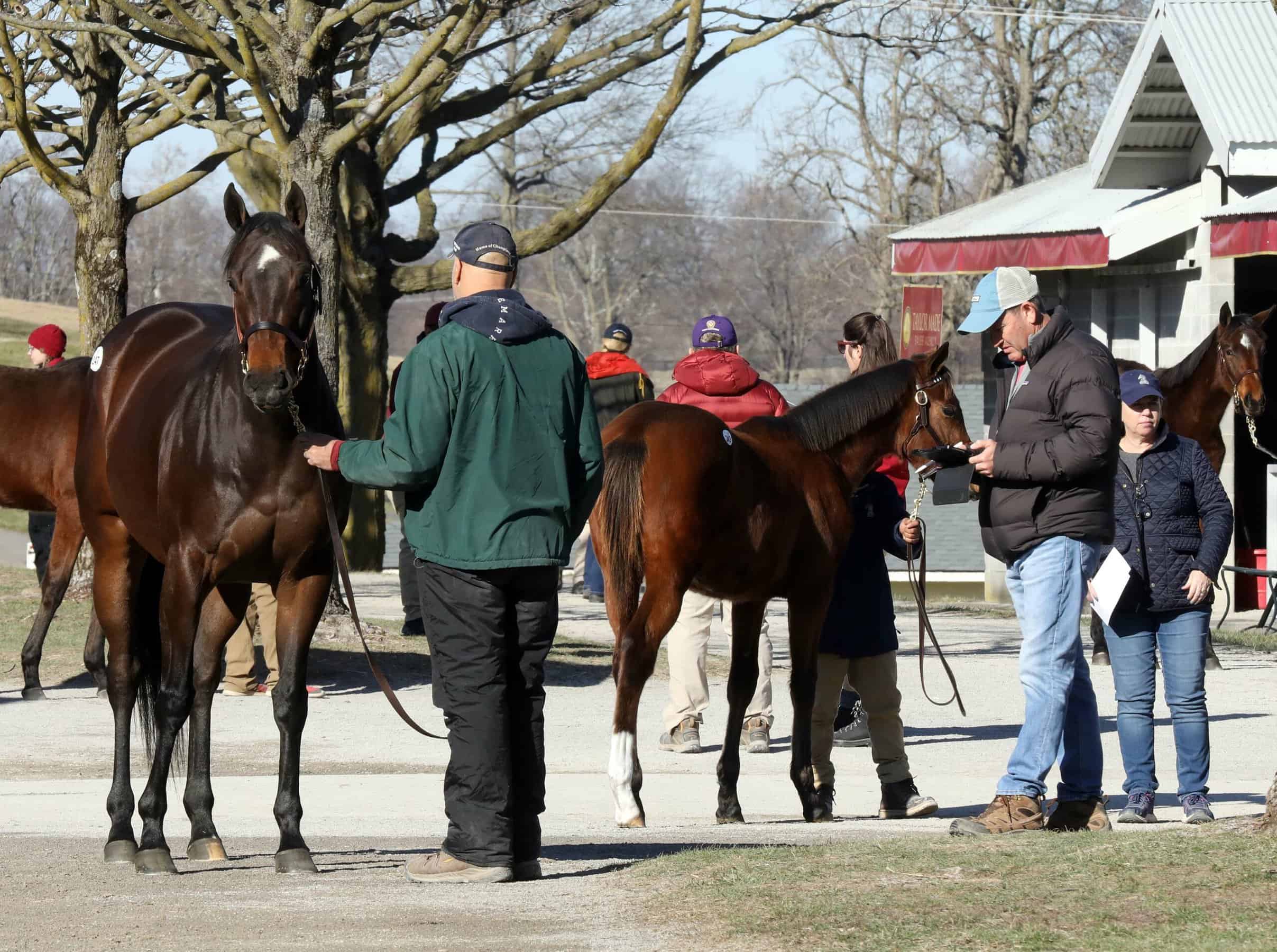 Scenics, 2023 Keeneland January Horses of All Ages Sale
