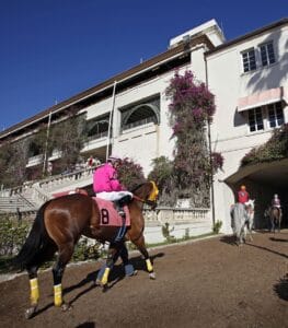 A Thoroughbred racehorse and their jockey are lead towards the tunnel that leads through the grandstands at Hialeah Park. (Photo: ©Coady)