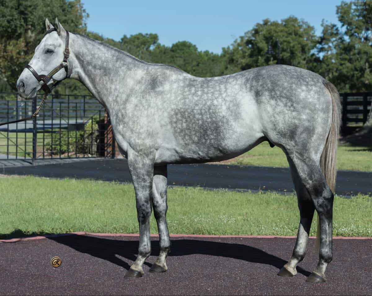 Stallion Spotlight Valiant Minister FTBOA