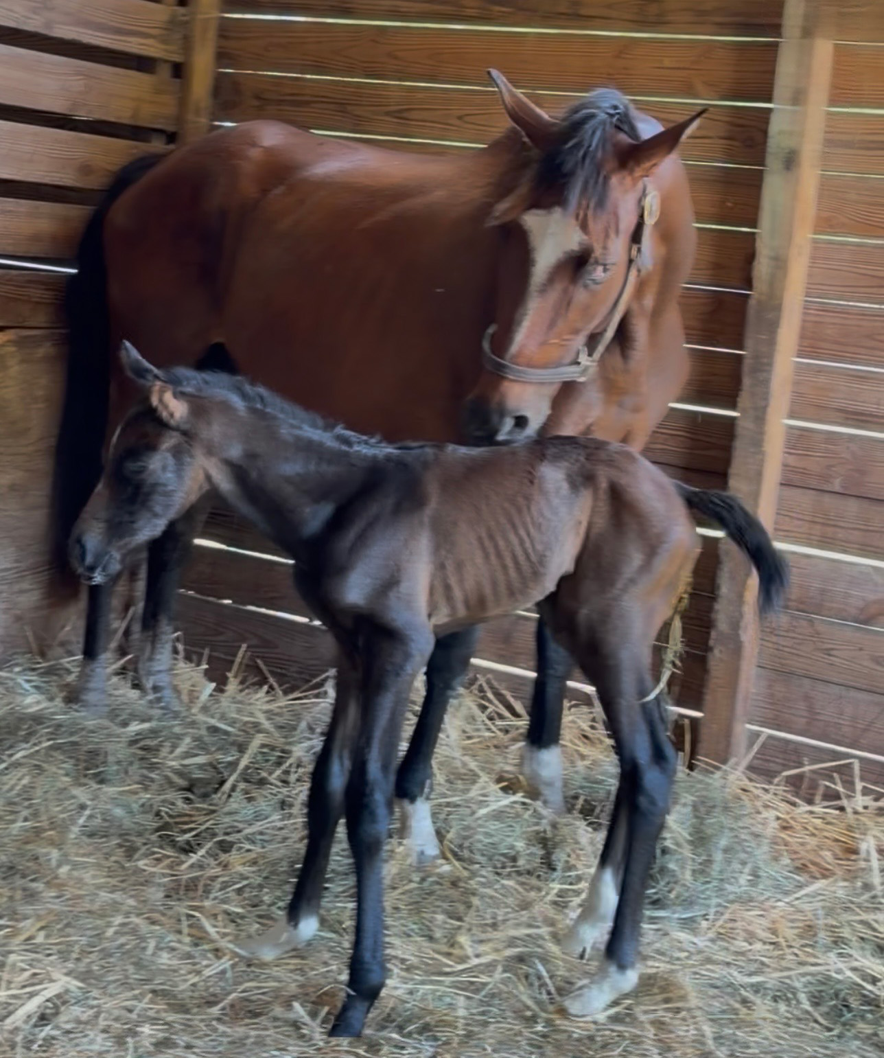 A tender moment between Florida-bred Thoroughbred Betty and her bay foal by Colonel Liam. Betty reaches down over the foal’s back, nuzzling the foal while in their stall. (Photo Courtesy Diane Osterholt)