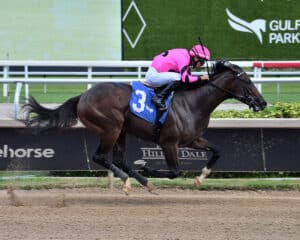 Florida-bred Thoroughbred Wootun and jockey John Velazquez gallop to the wire at Gulfstream Park during their win of an allowance race for state-bred Thoroughbreds on February 1, 2026. (Photo: ©Lauren King) 