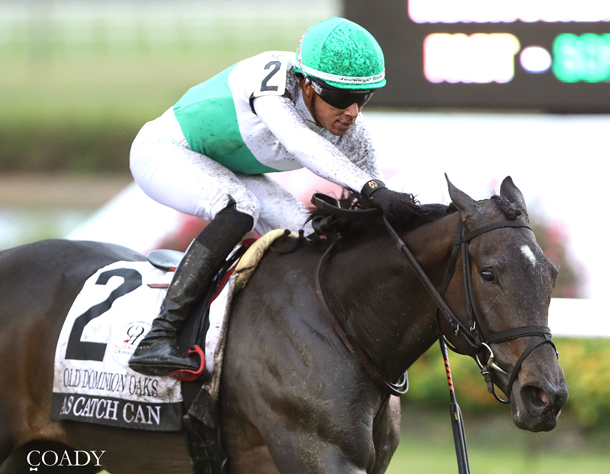Closely cropped headshot of Florida-bred Thoroughbred, As Catch Can, stretching out in a gallop in the final stretch to the wire. Ridden by jockey Jaime Torres, As Catch Can held the lead to win the 2025 Old Dominion Oaks at Colonial Downs. (Photo: ©Nick Phillips/Coady Media)
