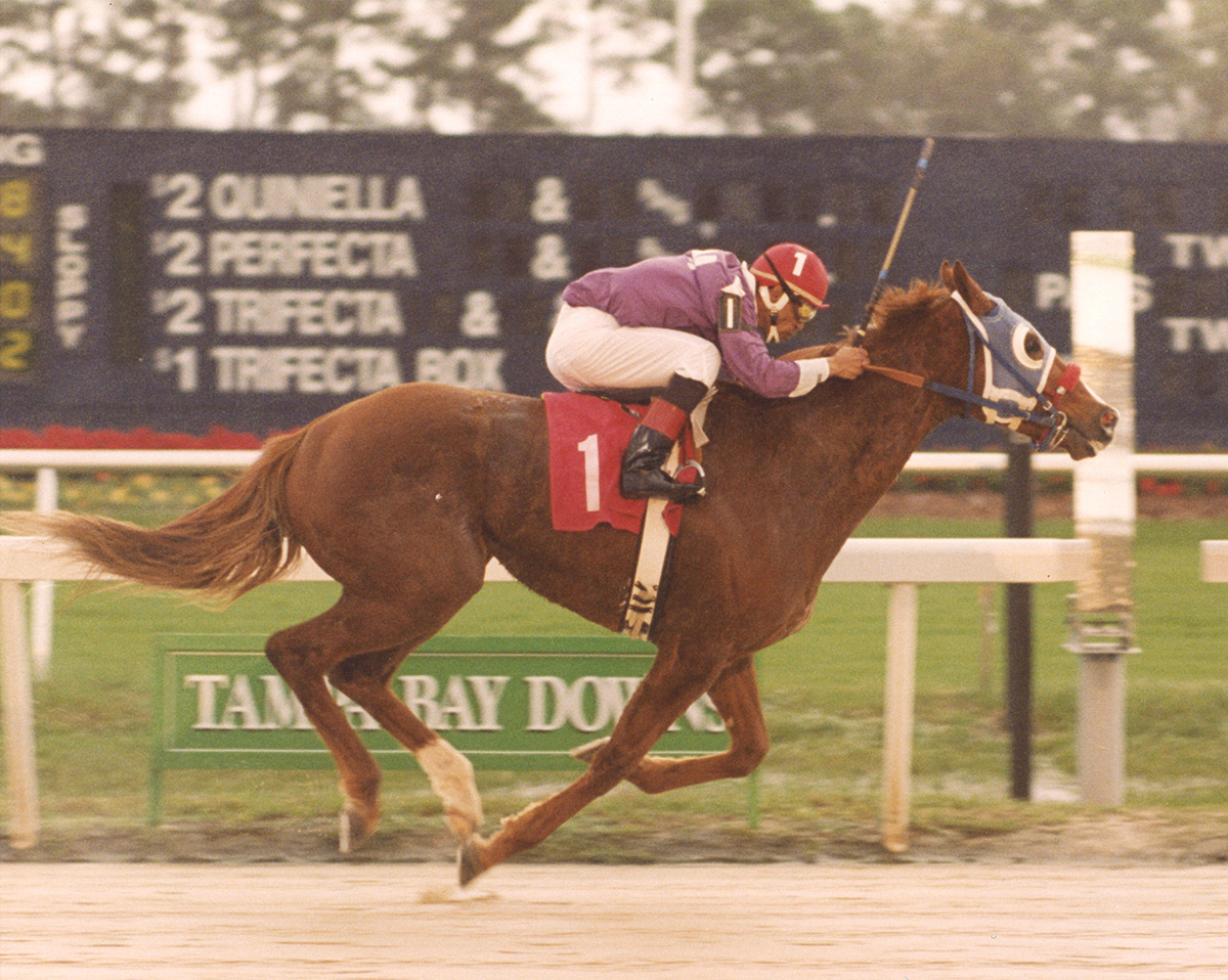 Florida-bred Thoroughbred racehorse, Brisco Jack, gallops to the wire, with jockey Ricardo Lopez in the irons. Together, the duo separated from their competition in the deep stretch to win the Pelican Stakes at Tampa Bay Downs on December 27, 1997. (Photo: ©Tom Cooley Photo)