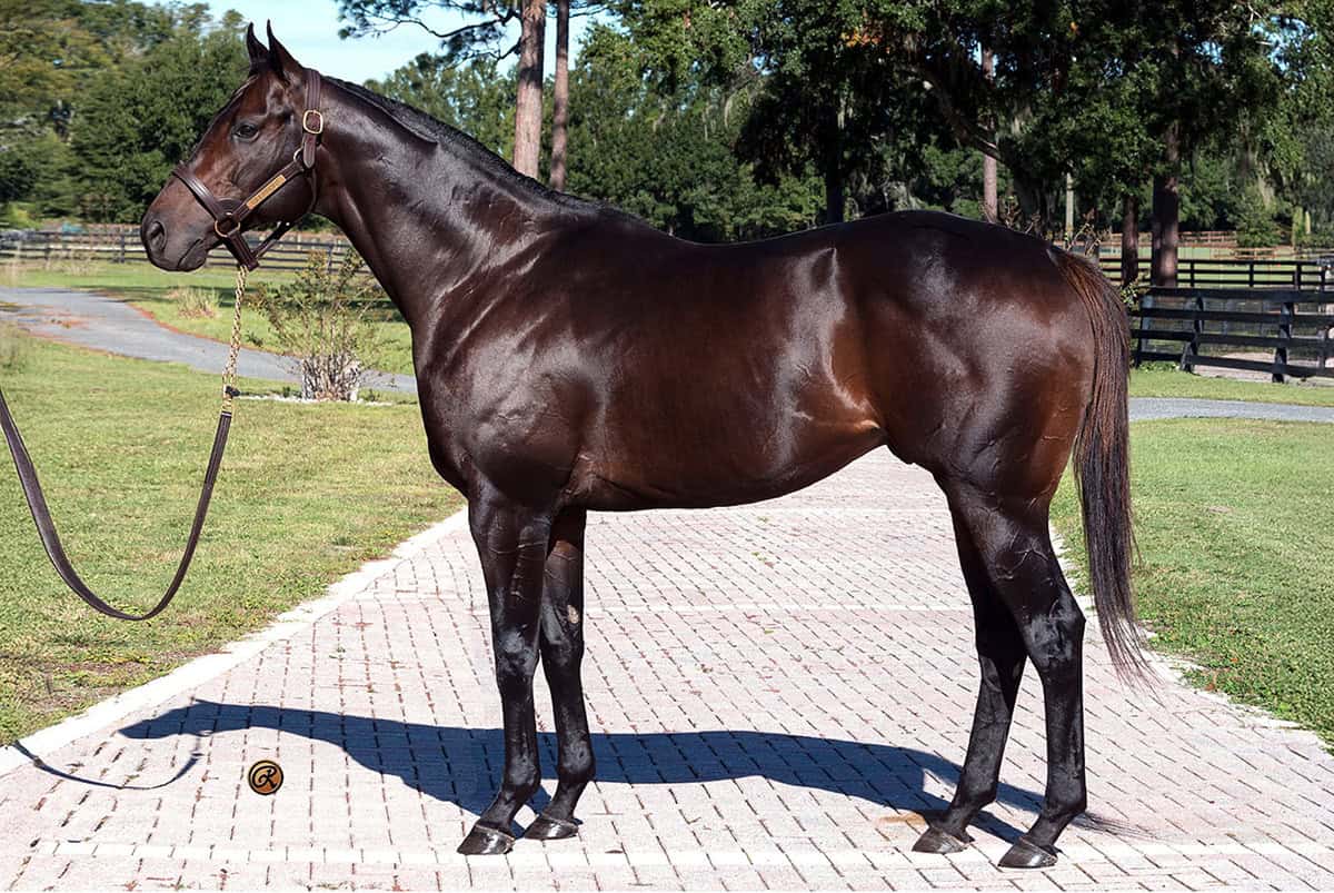 Solid bay Thoroughbred stallion, Gulfport, poses for a picture at his new residency of Pleasant Acres Stallions. His coat is shining in the Florida sunshine as he stands patiently for the photo with pricked ears. (Photo: ©Louise Reinagel)