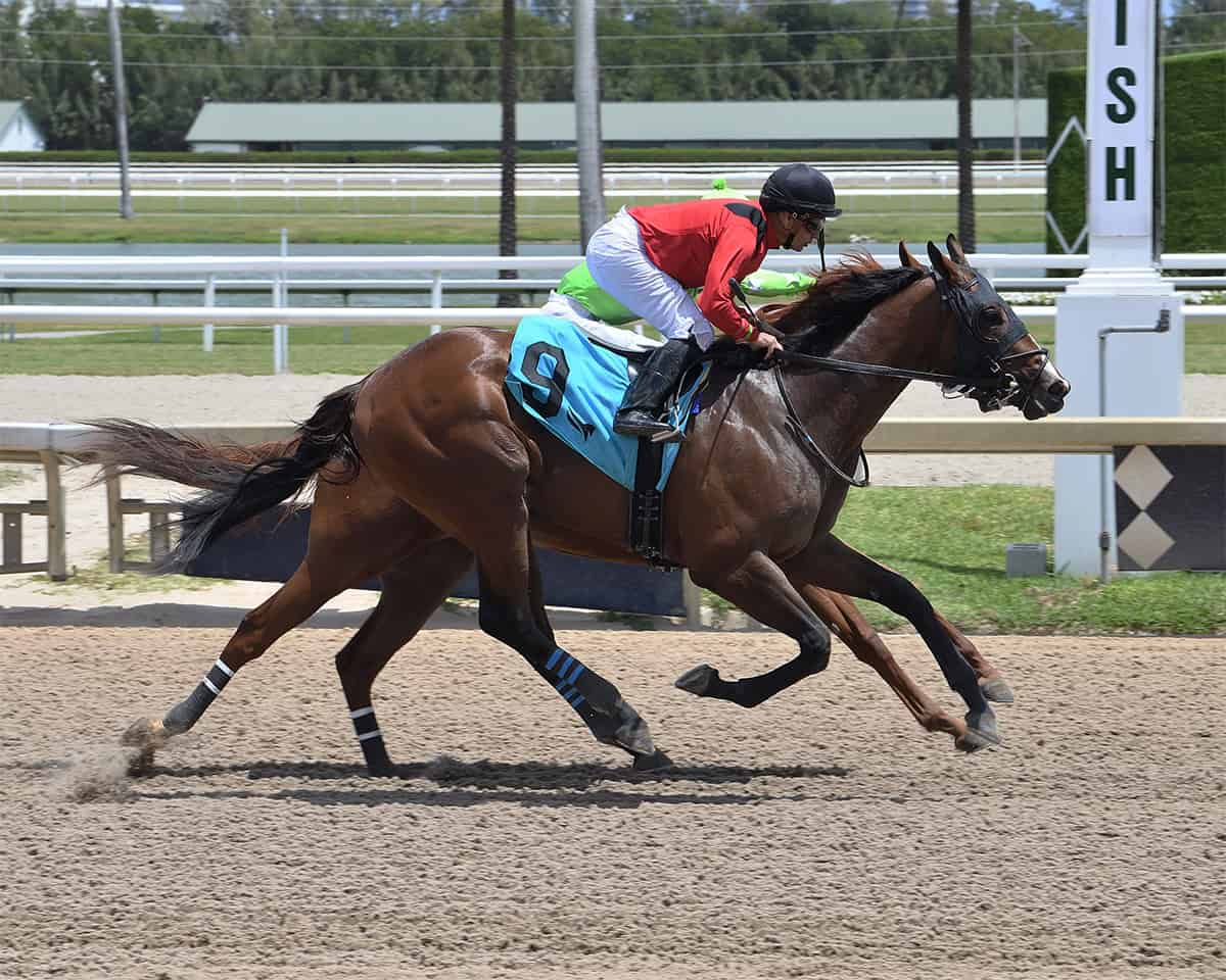 Florida-bred Thoroughbred Squire, positioned on the outside, battles it out in a race to the wire with competitor Beers on Me keeping pace. Guided by jockey Joe Bravo, Squire held the lead, winning the maiden special weight at Gulfstream Park by a neck on April 18, 2025. (Photo: ©Lauren King)