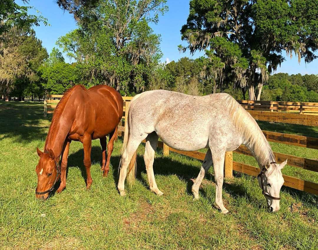 Two Thoroughbred broodmares, a chestnut and a fleabitten grey, graze peacefully together in the morning sunshine at Rivermont Farm in Ocala, Florida. (Photo Credit: ©Ashley Godwin Mirarchi)