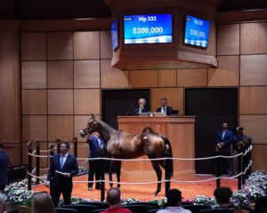 Florida-bred racehorse Rosie Jeeks stands in the middle of the Fasig-Tipton auction ring. Above her, 3 screens flash the mare’s information to the auction’s crowd, reading, “Hip 332, $300,000.” (Photo: ©Fasig-Tipton Photo)