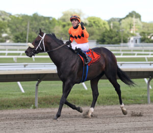 Florida-bred Thoroughbred Otago trots down the track at Monmouth Park, cooling off after winning the 2025 Cliff Hanger. Guiding him, jockey Axel Concepcion looks towards the camera, raising his hand in victory after their win. (Photo: ©Bill Denver/EQUI-PHOTO)