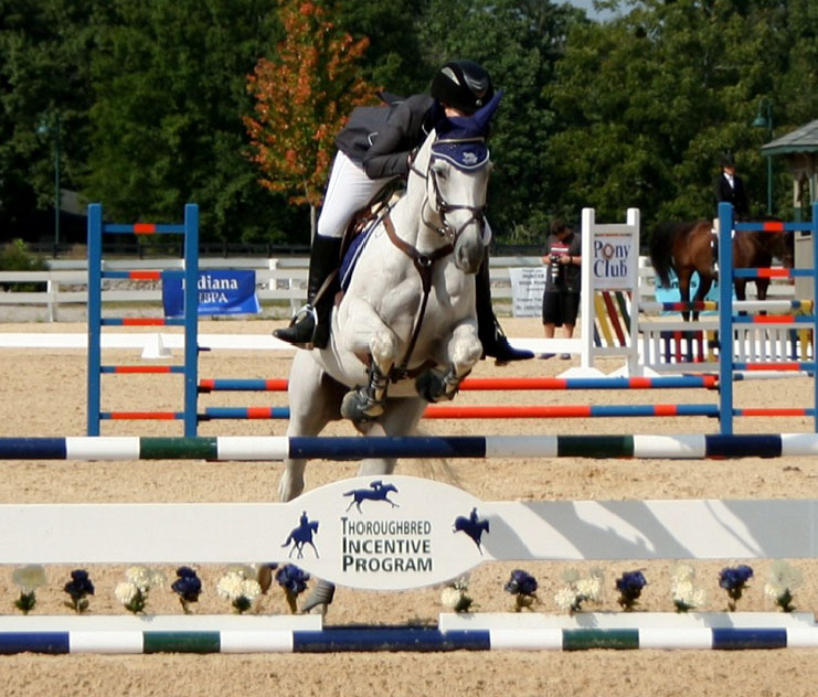 A grey Thoroughbred jumps over a blue, green, and white fence that features the logo for T.I.P. (Thoroughbred Incentive Program). Their rider looks to the left, continuing to guide them around the jump course. The logo features the full name of the organization, each word stacked on top of the other, while three all blue horses and their riders are featured to the left, top, and right of the words, representing Dressage, Racing, and Jumping, respectively.