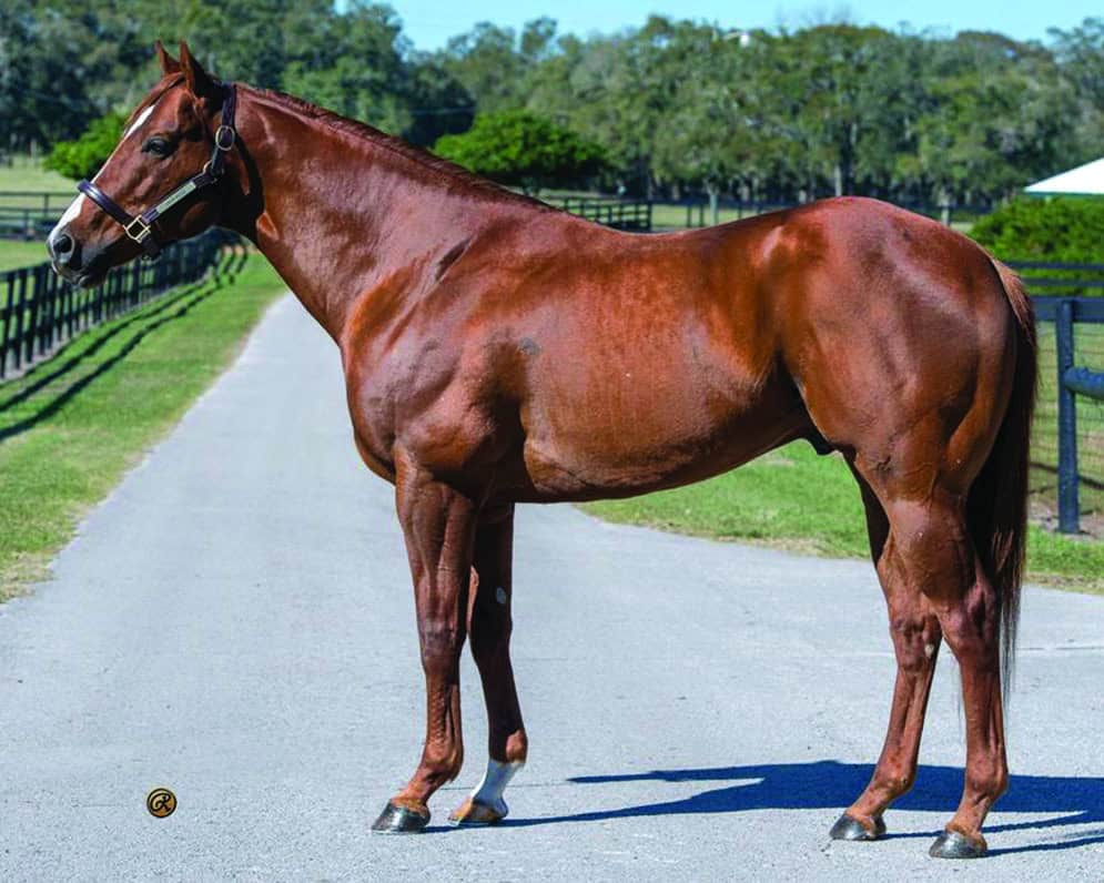 Florida-bred Thoroughbred stud, Cajun Breeze, stands patiently for a photo. The chestnut stallion’s coat glows in the Florida sunshine, and black fenced horse pastures stretch out behind him. (Photo: ©Louise Reinagel)