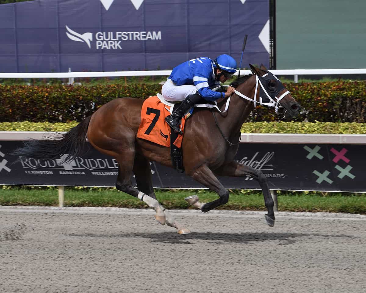 Florida-bred Thoroughbred Charlie’s Wish gallops to the wire at Gulfstream Park. (Photo: @Lauren King)