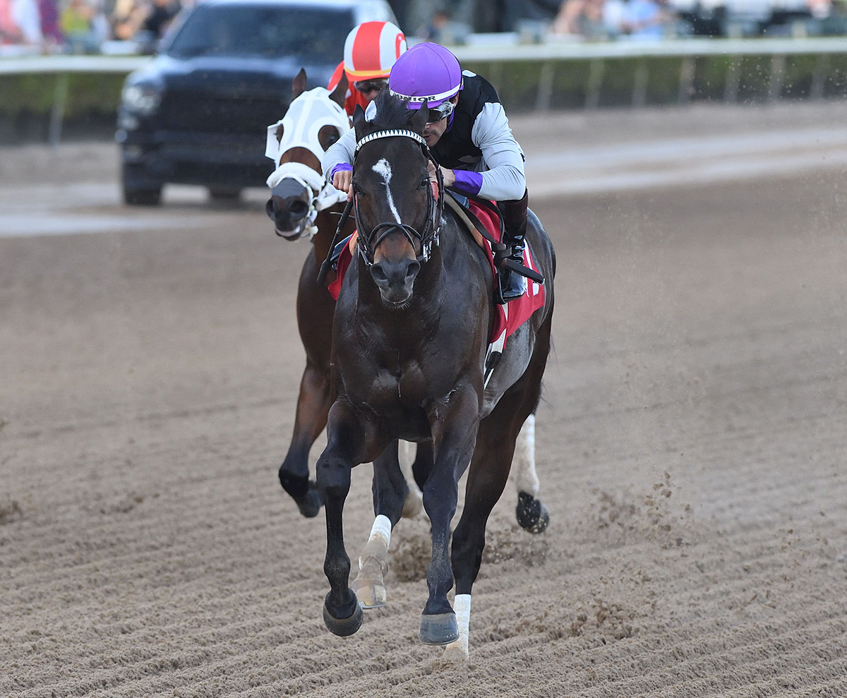 Florida-bred Thoroughbred Damon’s Mound gallops toward the camera as fellow Florida-bred Big Paradise and jockey Edgar Perez tail him. Guided by jockey Junior Alvarado, Damon’s Mound kept the lead to win the 2026 Sunshine Sprint at Gulfstream Park. (Photo: ©Ryan Thompson)