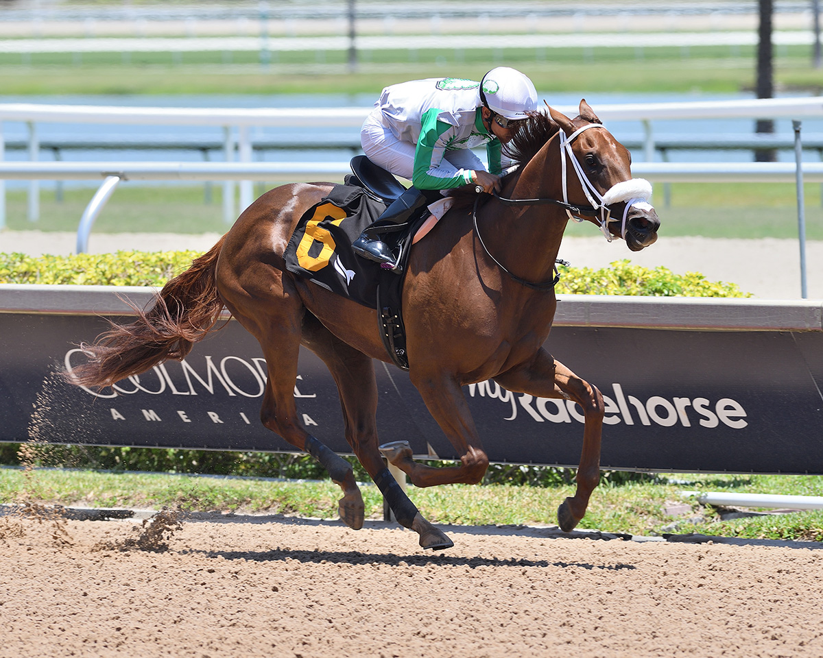 Florida-bred Thoroughbred Evolution, guided by jockey Edgard Zayas, gallops ahead of competition to the wire, holding the lead to win a five-furlong maiden special weight for fillies at Gulfstream Park on May 15, 2025. (Photo: ©Ryan Thompson)