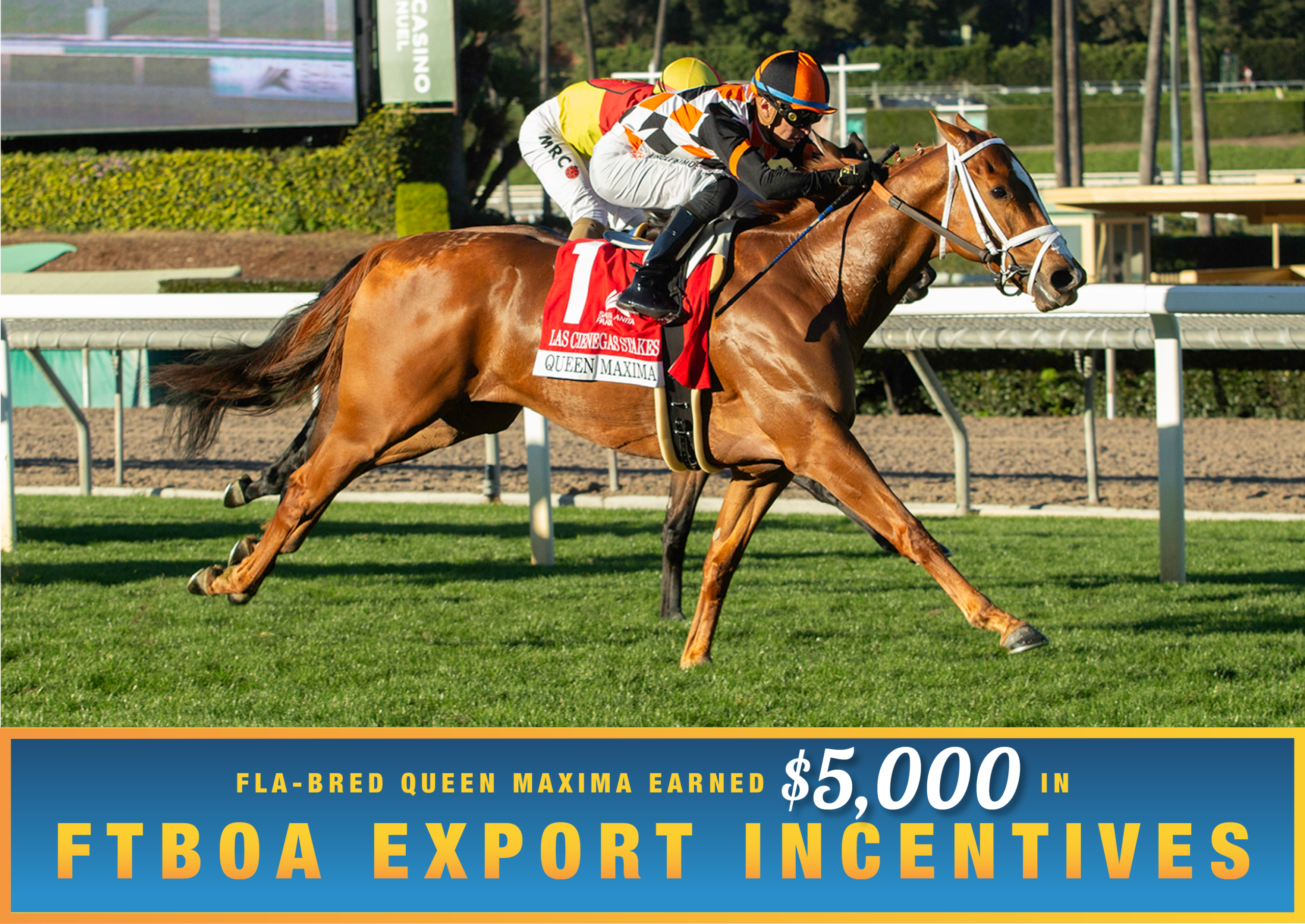Florida-bred Thoroughbred Queen Maxima, guided by jockey Juan Hernandez, stretch out to the wire, winning the 2026 Las Cienegas Stakes (Grade 3) at Santa Anita. (Photo: ©Benoit Photo) Beneath the photo, a light blue to dark blue gradient stretches across the width, outlined in an orange to yellow faded frame. The text in the frame reads, “Fla-Bred Queen Maxima Earned $5,000 in FTBOA Export Incentives.” All the text is sans serif, all capitalized in bright orange, except for “$5,000” which is in a white shadowed script.