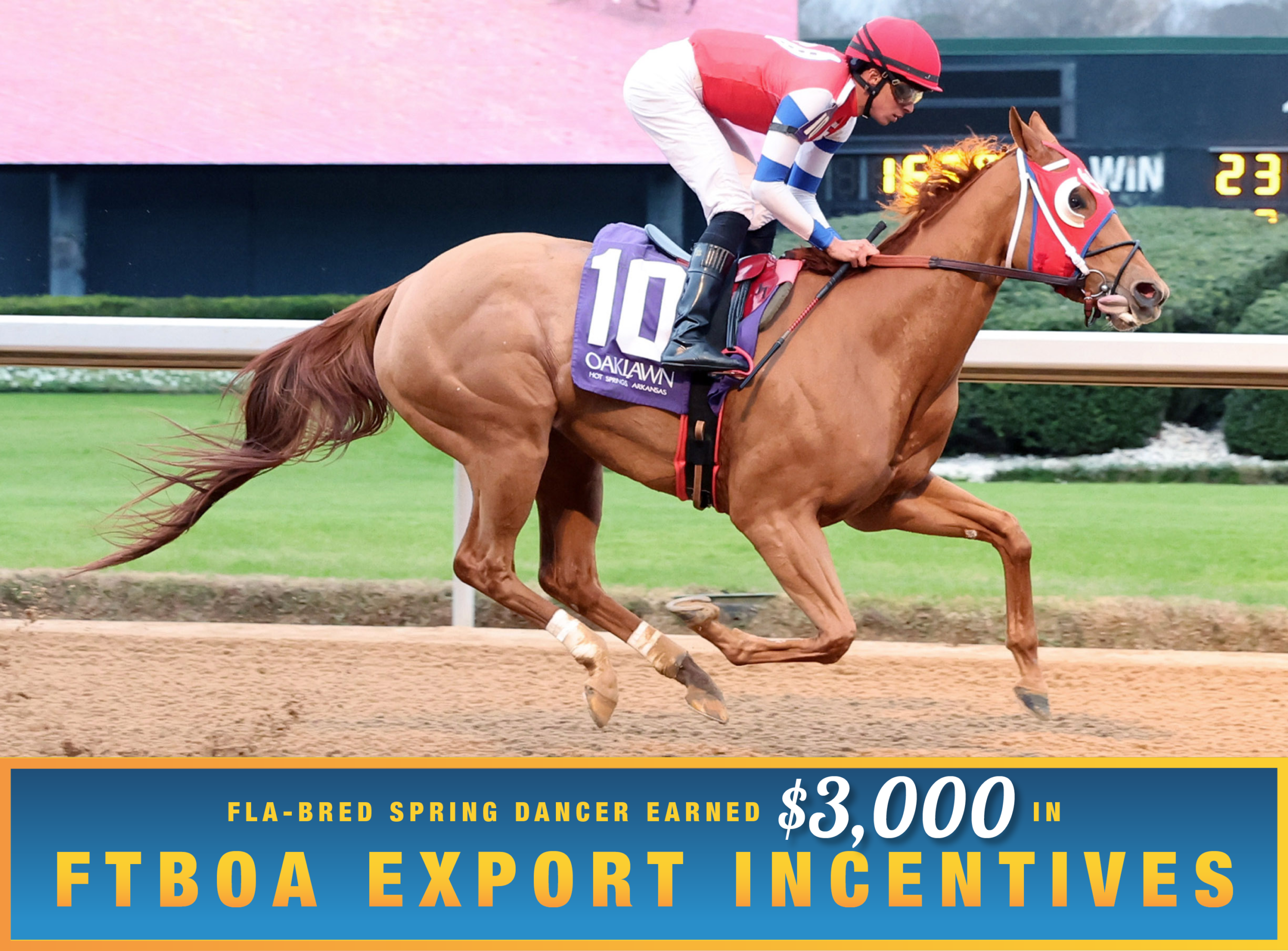 Florida-bred Thoroughbred Spring Dancer, ridden by jockey Jaime Torres, holds the lead at Oaklawn Park, scoring a $115,000 allowance race for 11 fillies and mares, 4-years-old and older, on January 2, 2026. (Photo: ©Coady Media) Beneath the photo, a light blue to dark blue gradient stretches across the width, outlined in an orange to yellow faded frame. The text in the frame reads, “Fla-Bred Spring Dancer Earned $3,000 in FTBOA Export Incentives.” All the text is sans serif, all capitalized in bright orange, except for “$3,000” which is in a white shadowed script.