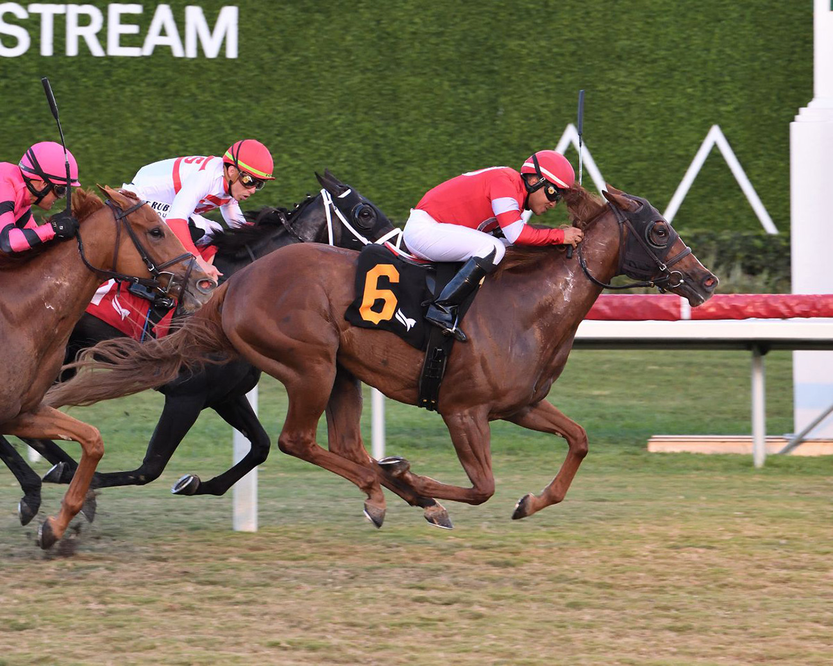 Florida-bred Thoroughbred Ifyousaidso gallops in the lead, keeping ahead of the competition applying pressure from behind to cross the wire first and win at Gulfstream Park. (Photo: @Ryan Thompson)