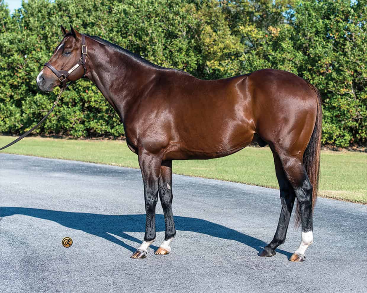 Thoroughbred stallion Khozan poses with pricked ears for a photo. His bay coat glows in the Florida sunshine. (Photo: ©Louise Reinagel)