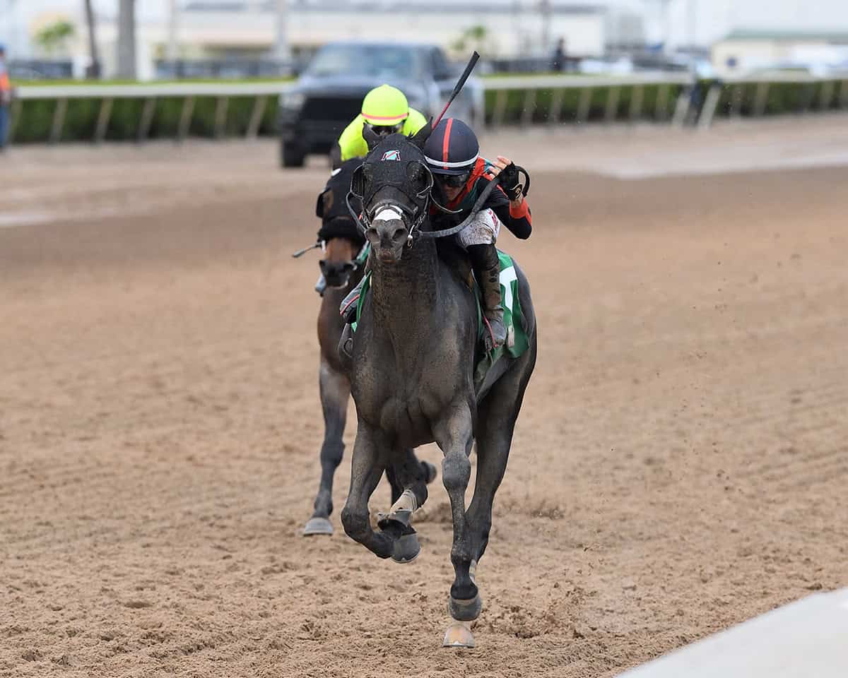 Florida-bred Thoroughbred Lightning Tones, ridden by jockey Jose Morelos, gallops toward the camera. The duo outpaced their competition to win the 2026 Sunshine Classic for Florida-breds at Gulsftream Park. (Photo: ©Ryan Thompson)