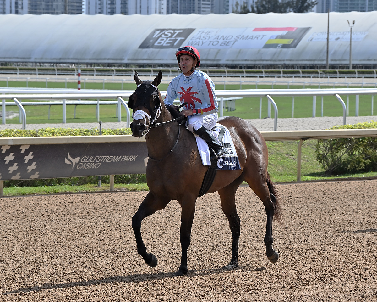 Florida-bred Thoroughbred Miss Mary Nell, guided by jockey Joe Bravo, trots down the racetrack at Gulfstream Park after winning the 2026 $100,000 Celsius Energy Drink South Beach overnight handicap. (Photo: ©Lauren King)