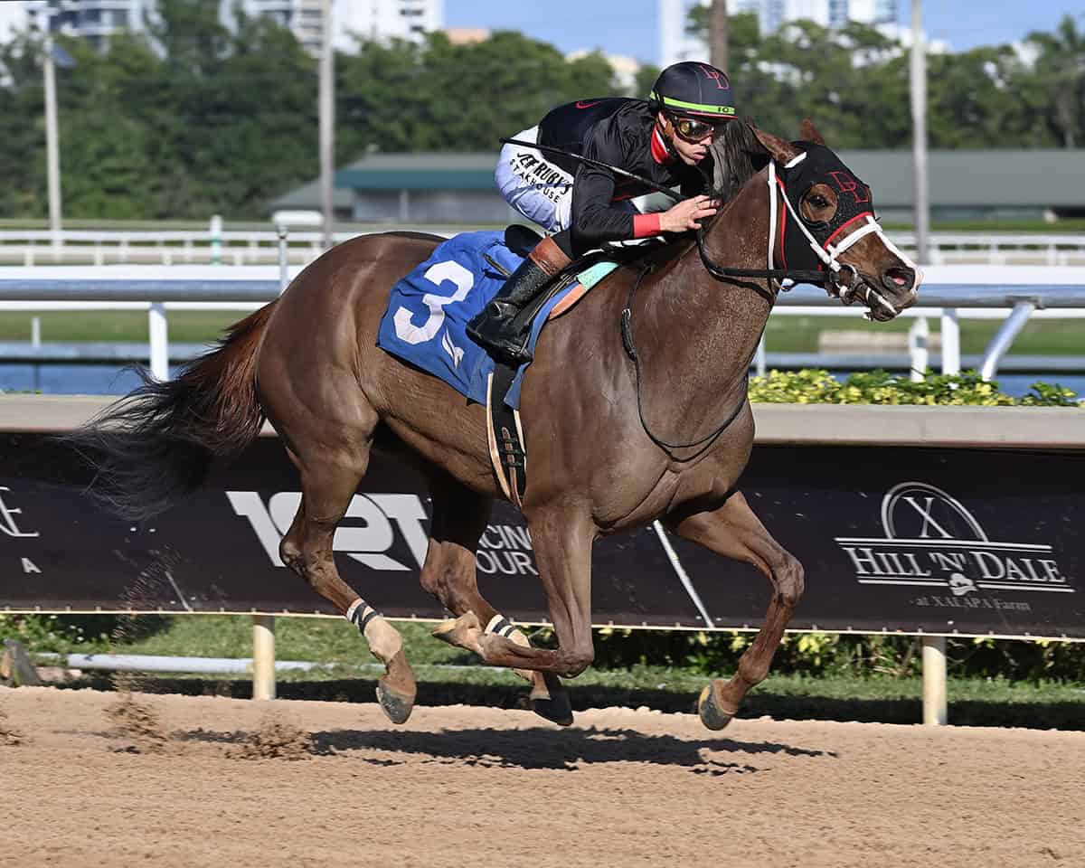 Florida-bred Thoroughbred Ms. Bucchero, guided by Irad Ortiz Jr., rallies to the finish line to score the 2025 Sugar Swirl at Gulfstream Park. (Photo: ©Lauren King)