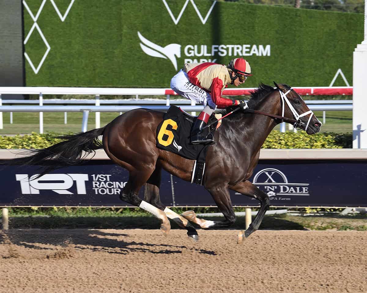 Florida-bred Thoroughbred Nearly, ridden by jockey John Velazquez, gallops to the wire at Gulfstream Park, winning an Allowance Optional Claiming on January 2, 2026. (Photo: ©Lauren King)